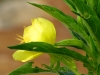 A Yellow Wildflower